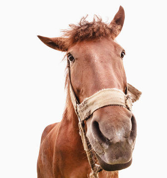 Funny closeup of a horse - wide angle