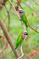 alexandrine parakeet