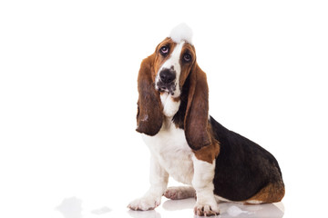 Cute baby Basset dog after the shower