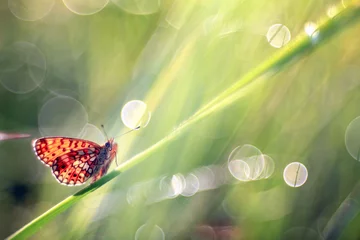 Cercles muraux Papillon papillon sur un brin d& 39 herbe rosée fraîcheur