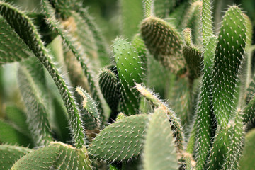 texture cacti