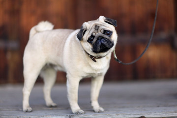 pug dog