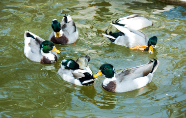 Group of wild mallard ducks swim in the pool