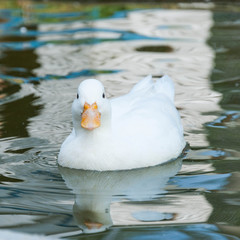 White little duck floats on the water surface