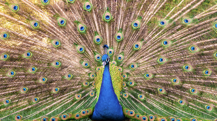 Fototapeta premium Peacock
