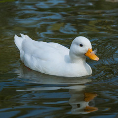 White little duck floats on the water surface