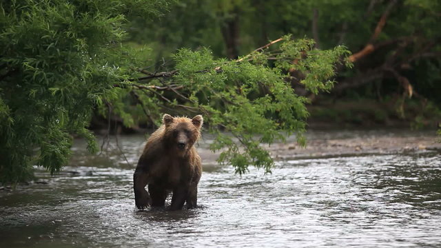 bears fishing