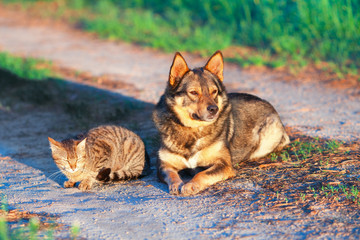 Dog and cat relaxing together outdoor at sunset