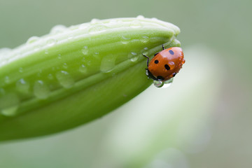 Ladybug on flower