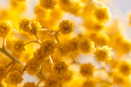 Yellow mimosa