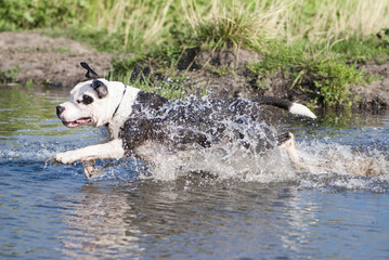 American Staffordshire Running At Full Speed Through Water