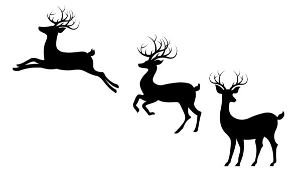 Cerf