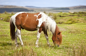 Dartmoor National Park Pony