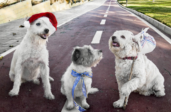 Perros, regalos en Navidad y despu&eacute;s abandonados.