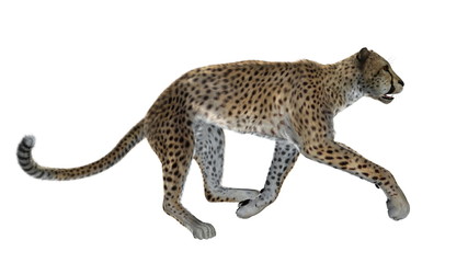 チーター