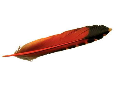 Orange colored feather of a flicker bird