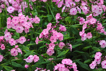 Pink phlox. Summer flower.