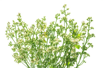 Obraz premium closeup neem flower on white .