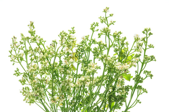closeup neem flower on white .