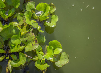Green water hyacinth in pond.