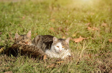Cats rest in the grass