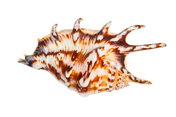 the cockleshell is isolated on a white background