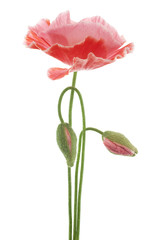 Fototapeta premium poppy