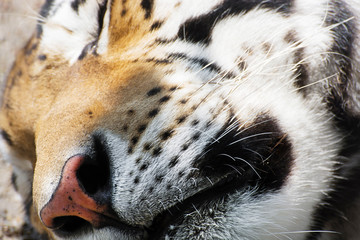 A Siberian tiger sleeping on the ground