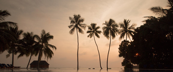 Fototapeta na wymiar Tree palms in sunset scenary