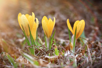 Fototapeta na wymiar yellow crocus spring