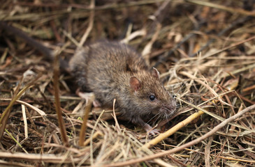 gray rat