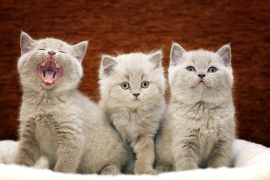 Group Of Cute Gray British Kittens