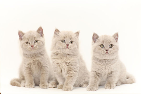 Group of cute gray British kittens