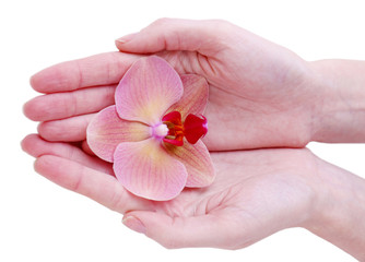 Hand with beautiful orchid flower  isolated on white