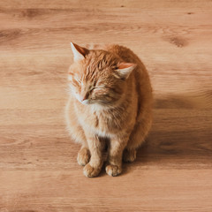 Obraz premium Red Cat