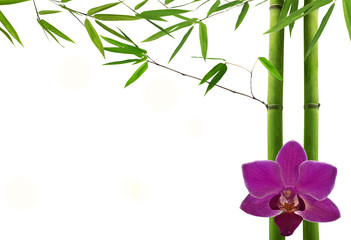 Fototapeta na wymiar green bamboo plants and dark orchid