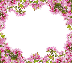 Obraz na płótnie Canvas apple tree pink flower branches frame