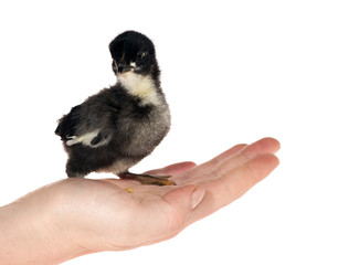 woman hand holding black chicken