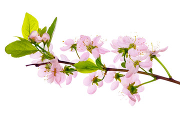pink cherry blossom close-up