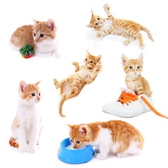 Collage of funny red kitten isolated on white