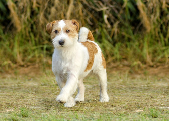 Jack Russell Terrier
