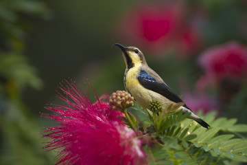 Purple sunbird in red powder puff tree flowers
