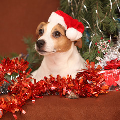  Gorgeous Jack russell terrier with santa hat in a christmas