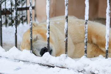 Polar bear sleeping in a cage in the winter