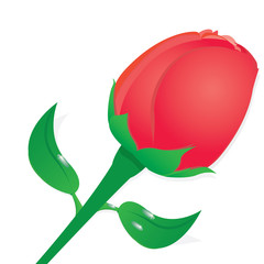 vector valentine day flower greeting card with red rose