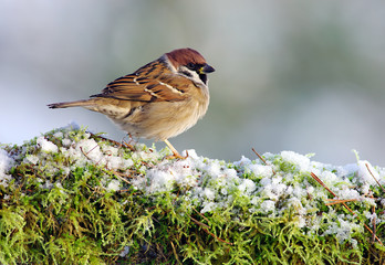 Sparrow winter background