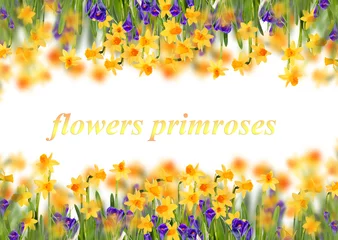 Deurstickers Narcis Glade daffodils and crocuses. Isolated
