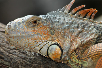 TIERE_1847_gruener_Leguan