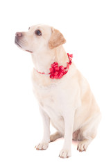 golden retriever with red ribbon isolated on white