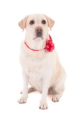 golden retriever with red ribbon sitting  isolated on white